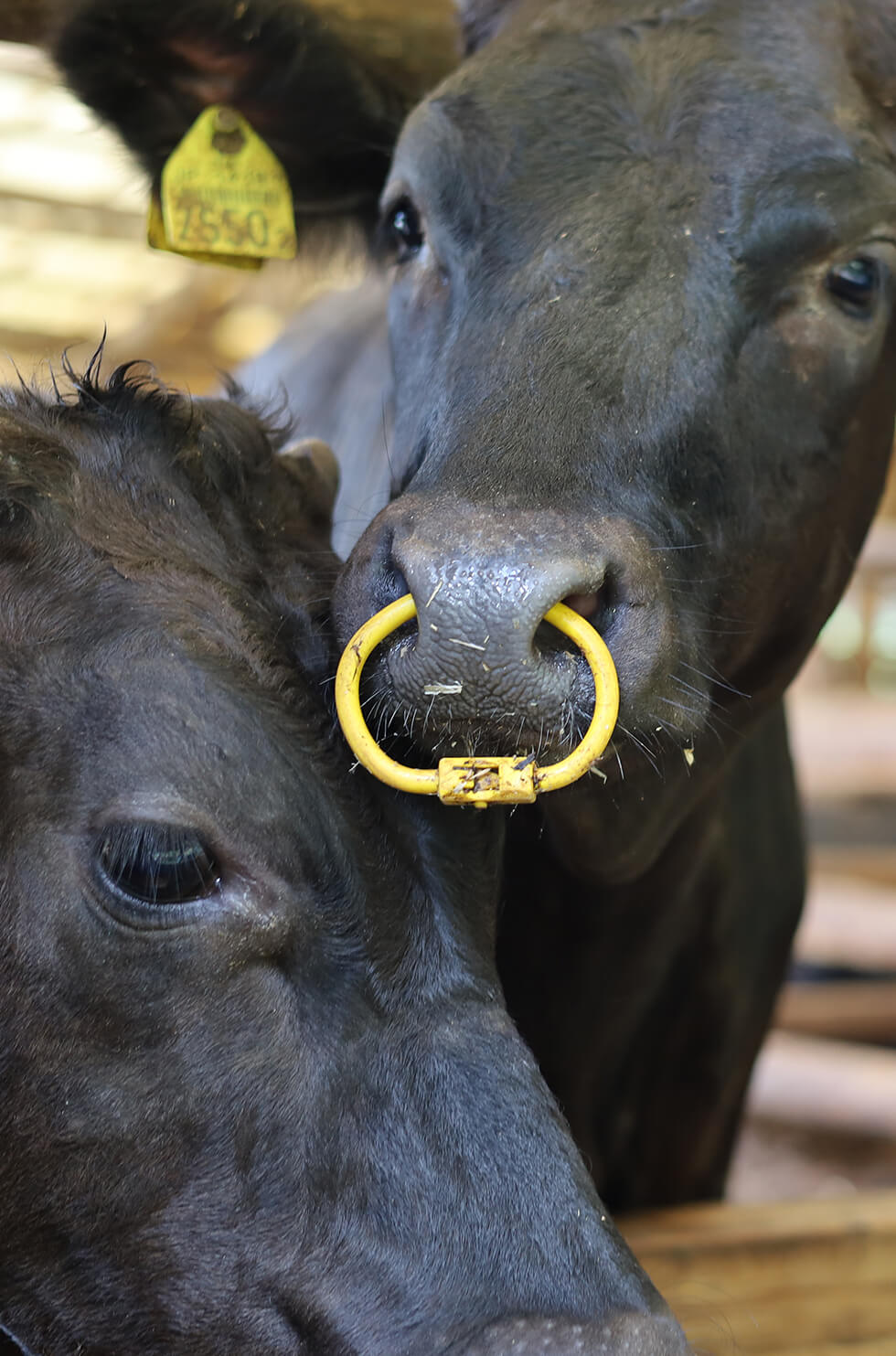 【goodtaniku】巨獣/蛮牛 管理株　鉢ごと発送 Yahoo!オークション - アガベ チタノタ 蛮牛 蠻牛 バンギュウ 発