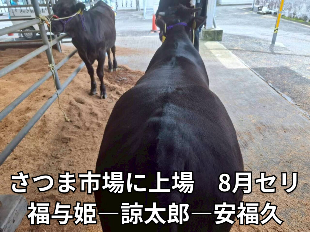 福与姫号産子第1号