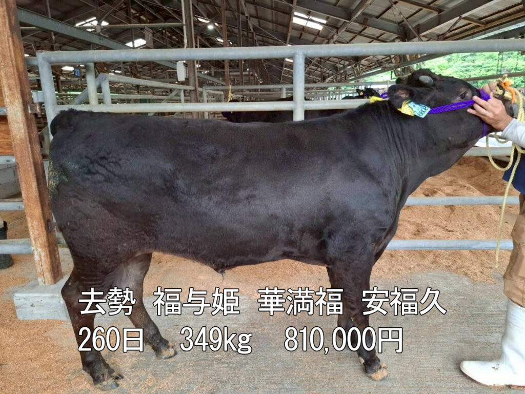 さつま市場上場　高値取引
