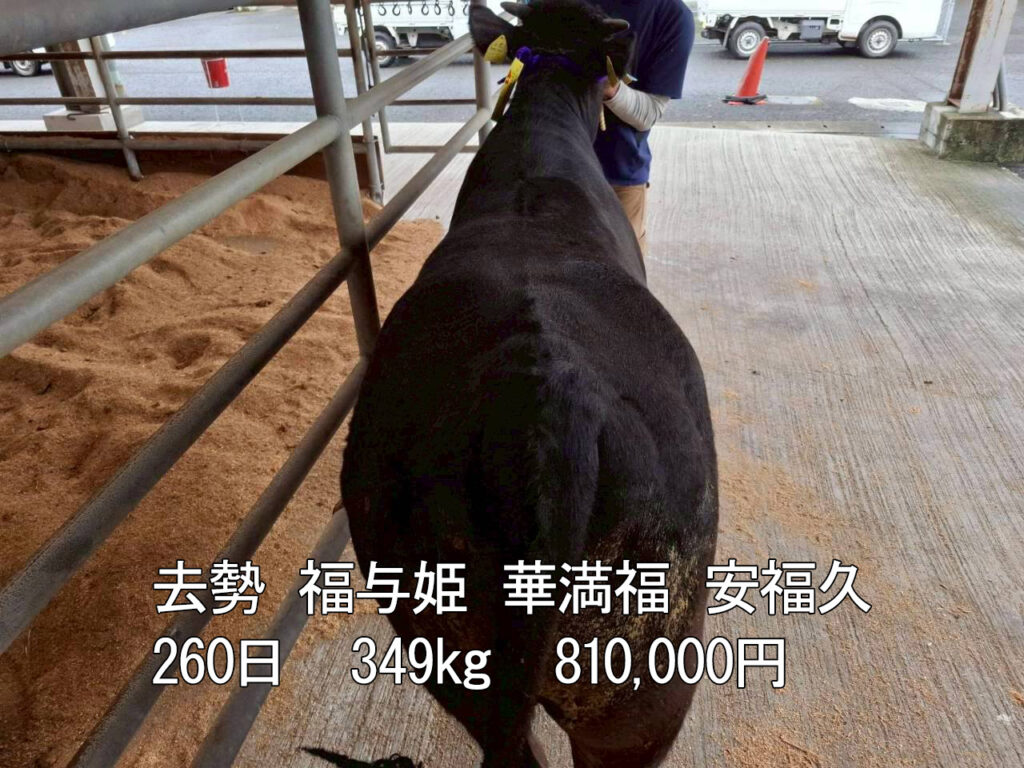 さつま市場上場　高値取引